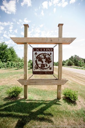 vignoble madonna Ciccone vineyards